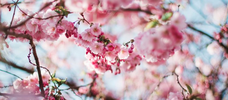 Exploring Ideal Spring Wardrobe Essentials